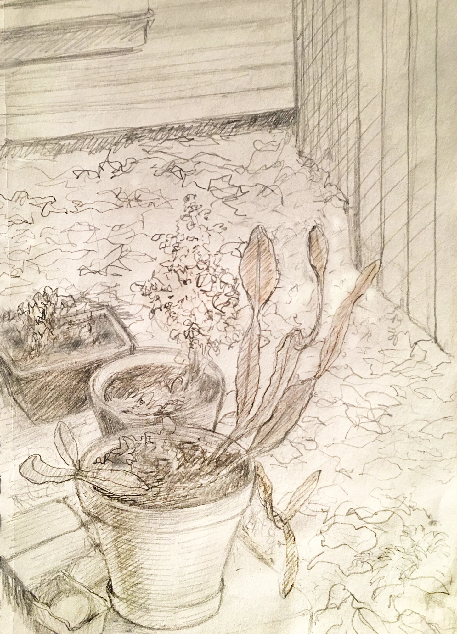 Potted Plants , graphite, 8” x 6”, 2018