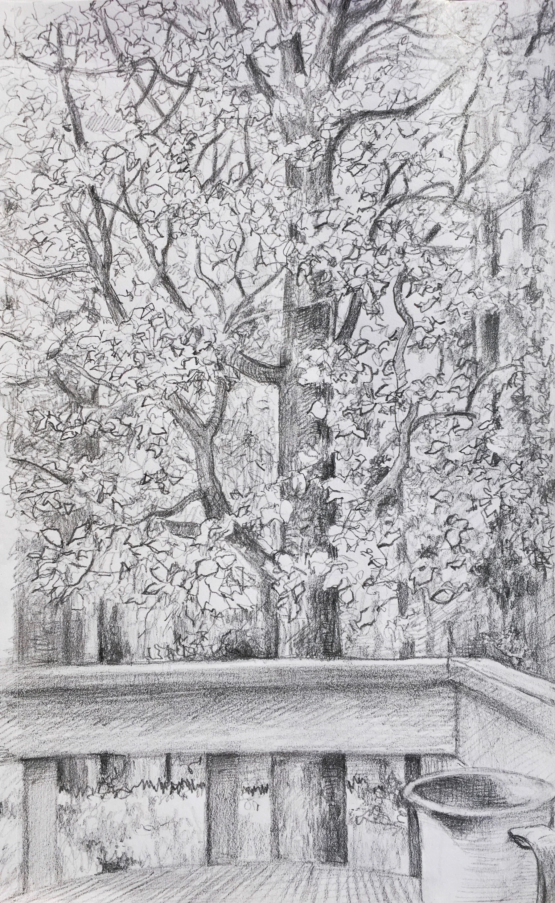 The Deck and Tea , graphite, 11” x 6”, 2018
