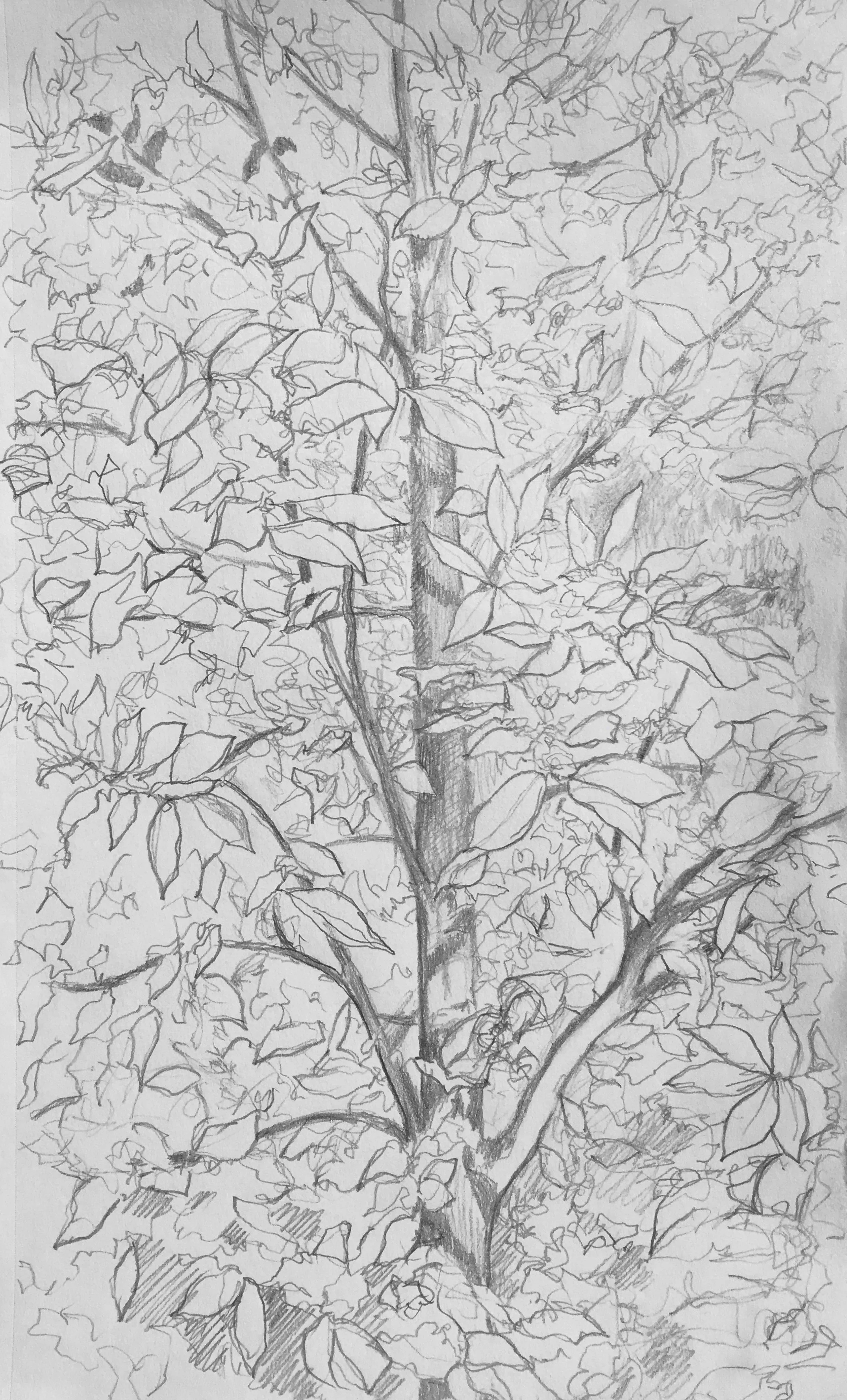 The Other Tree , graphite, 11” x 6”, 2018