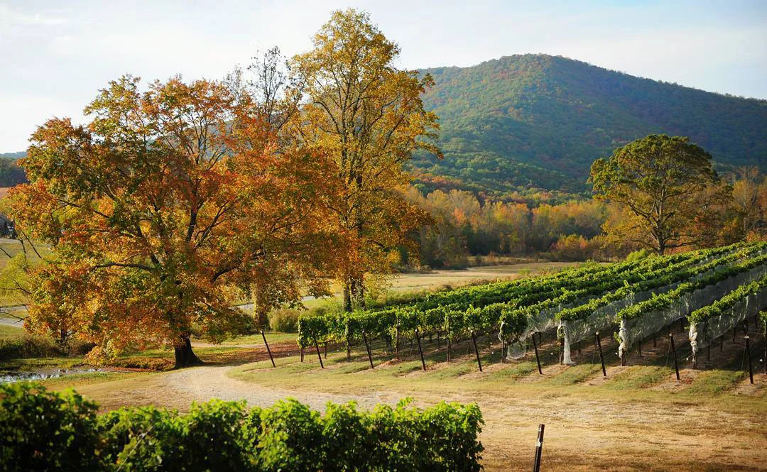 yonah-mountain-vineyards-1510687526.jpg