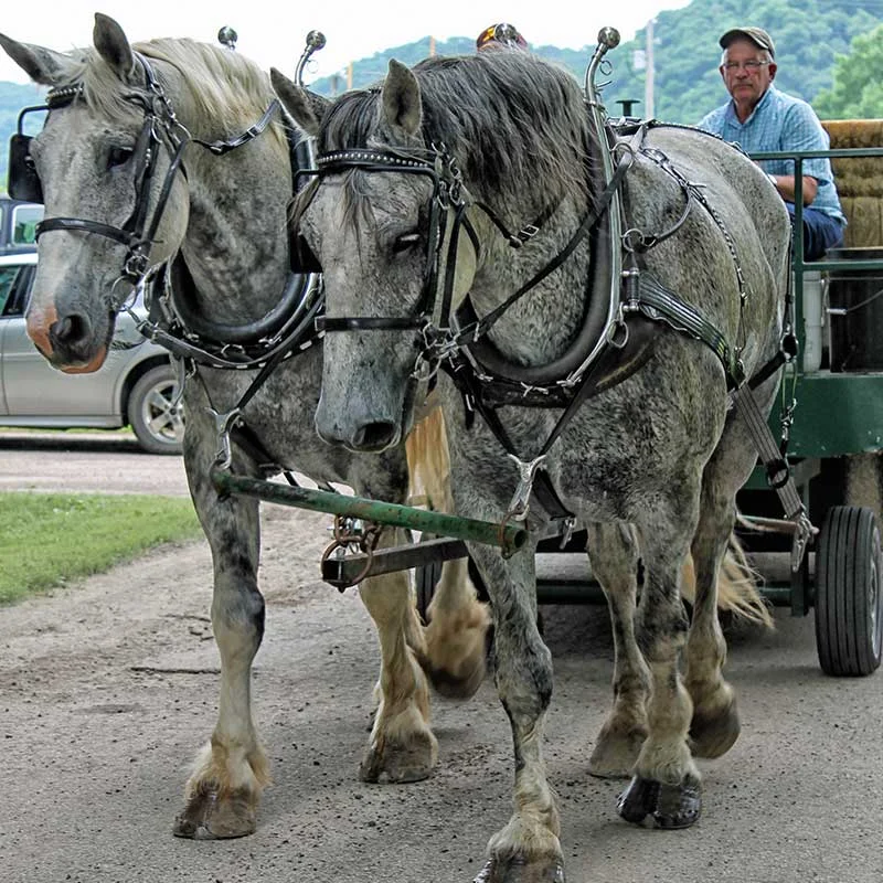 gd-parade-horses.jpg