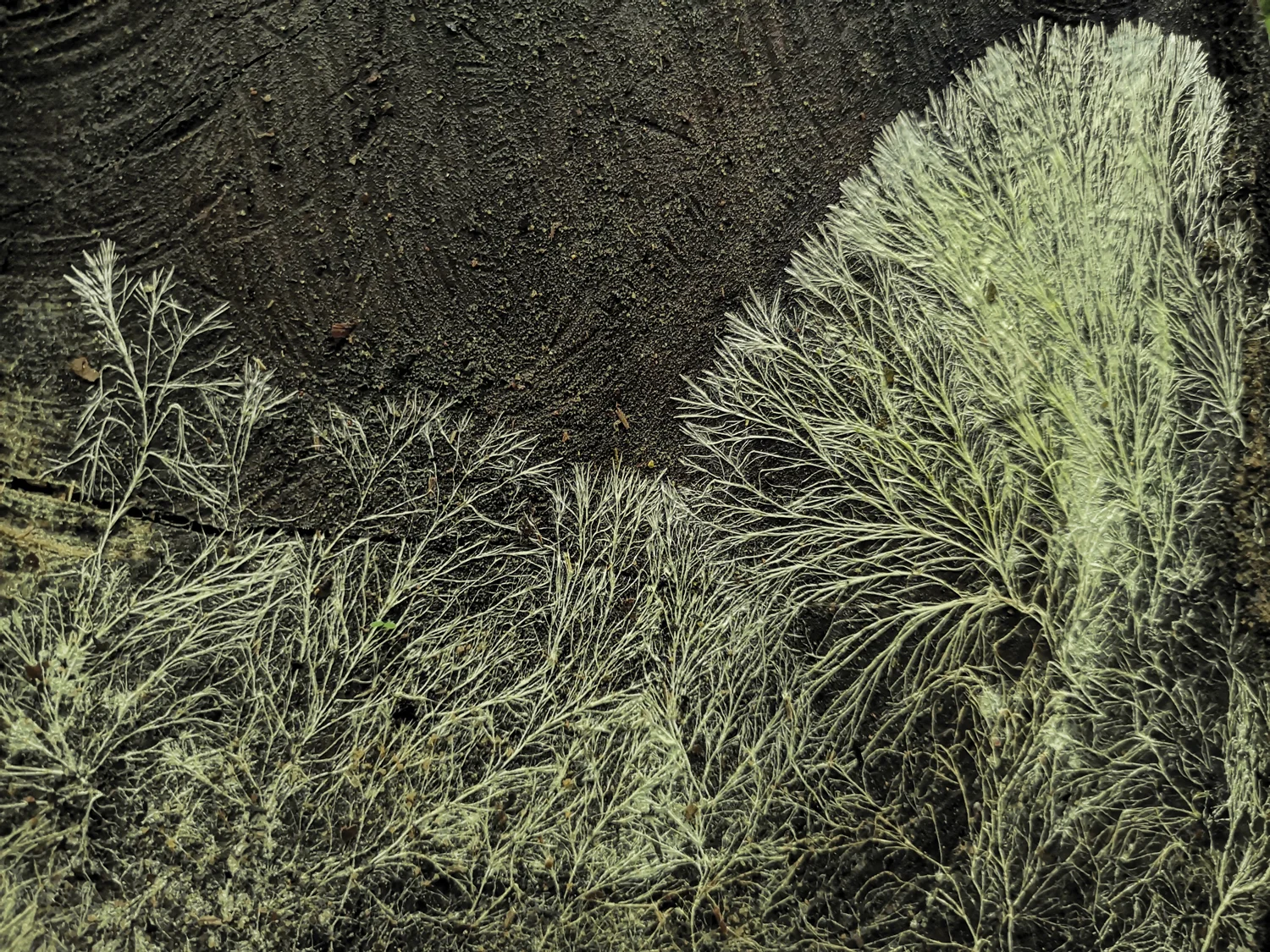 Mycelium-V1.jpg
