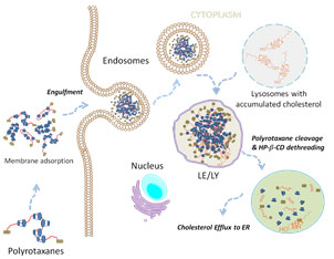 Morphology of Niemann-Pick type A metabolic storage disorder