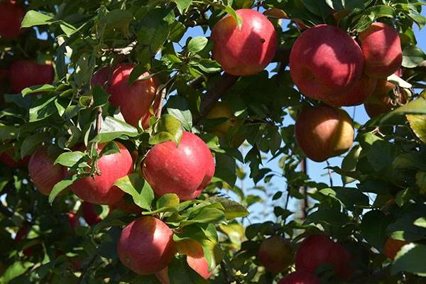 Picking Apples + Corn Maze