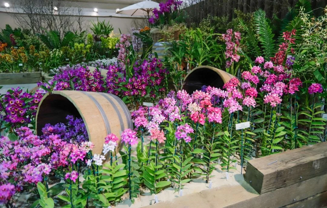 SANTA BARBARA ORCHID SHOW | Anna Lanuza 310.295.8807.jpg