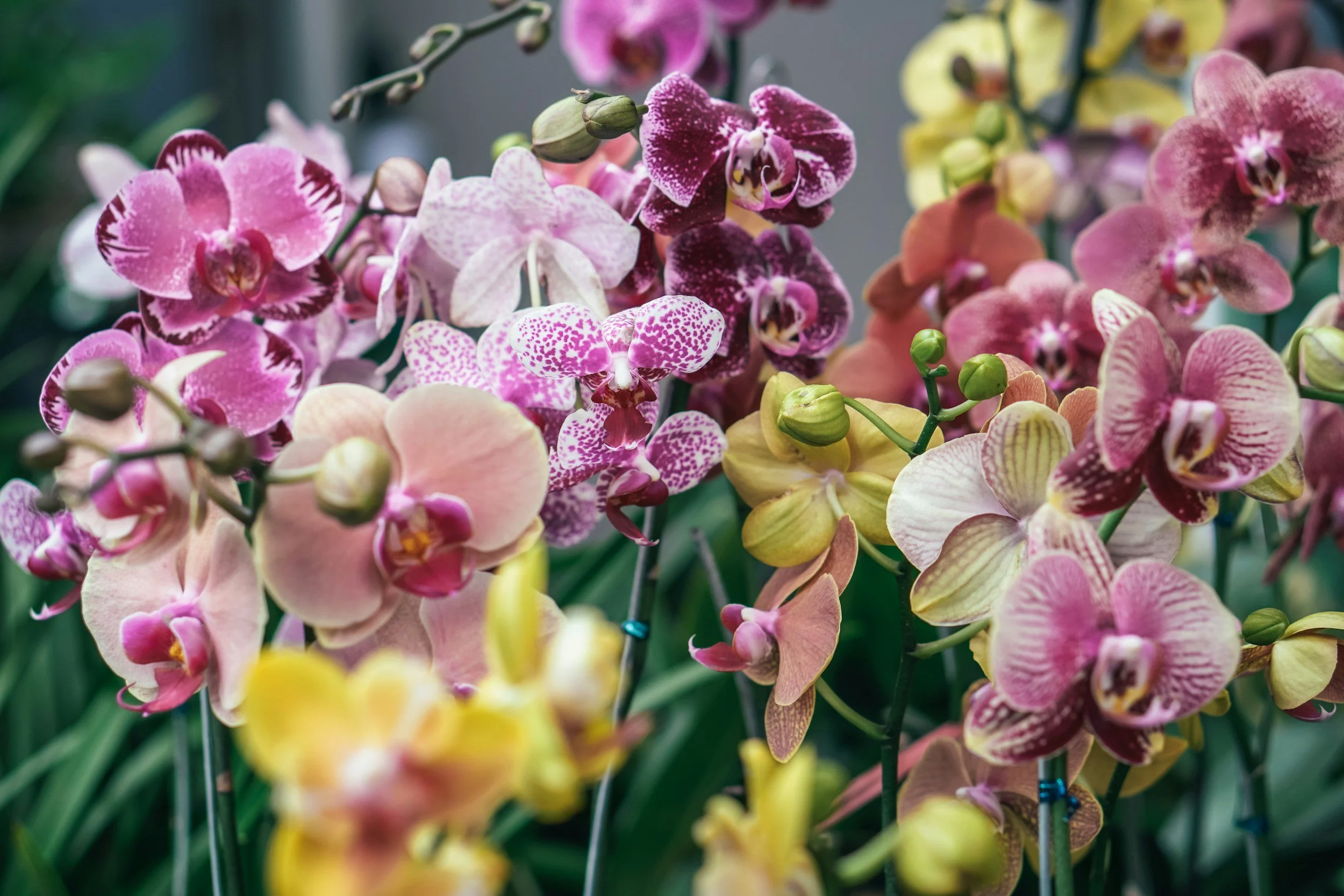 🌸 78th Santa Barbara International Orchid Show 2026 | Santa Barbara