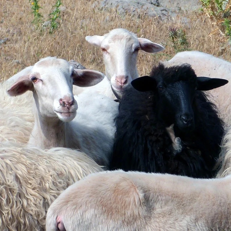 Weed out the black sheep