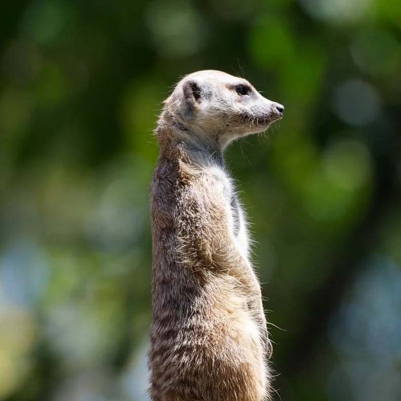 Trustee forward planning