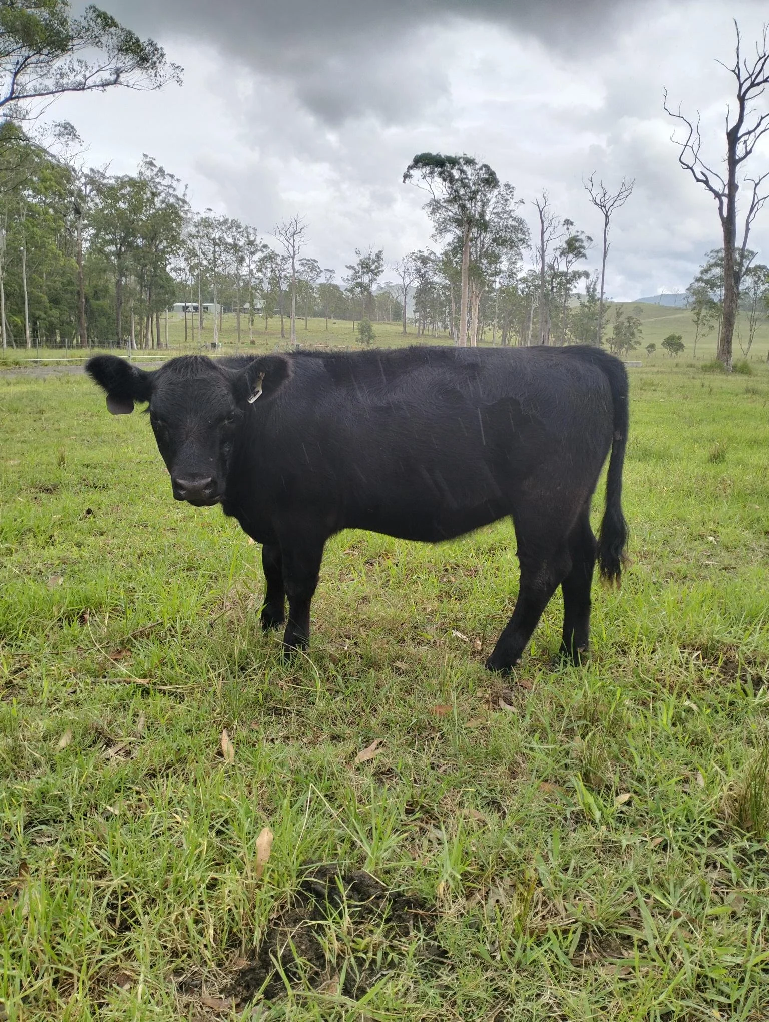 Markwell Valley - W114