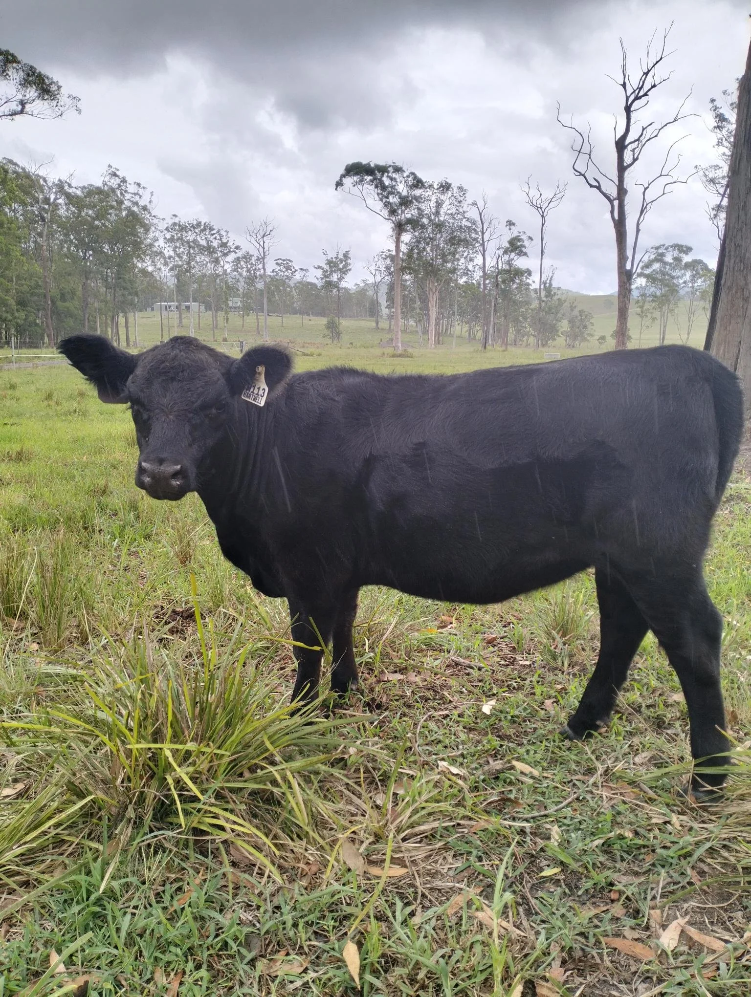 Markwell Valley - W113