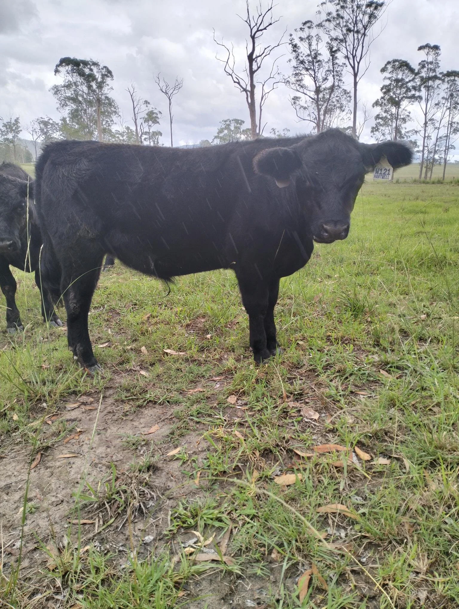 Markwell Valley - Weaner Steer W121