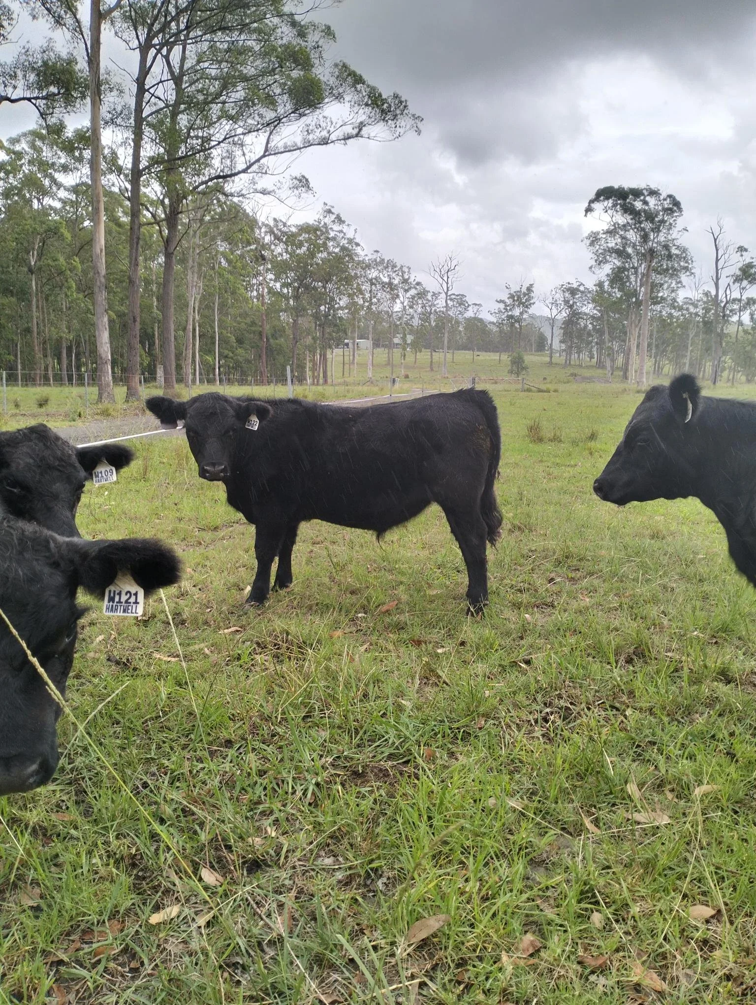 Markwell Valley - Weaner Steer W122
