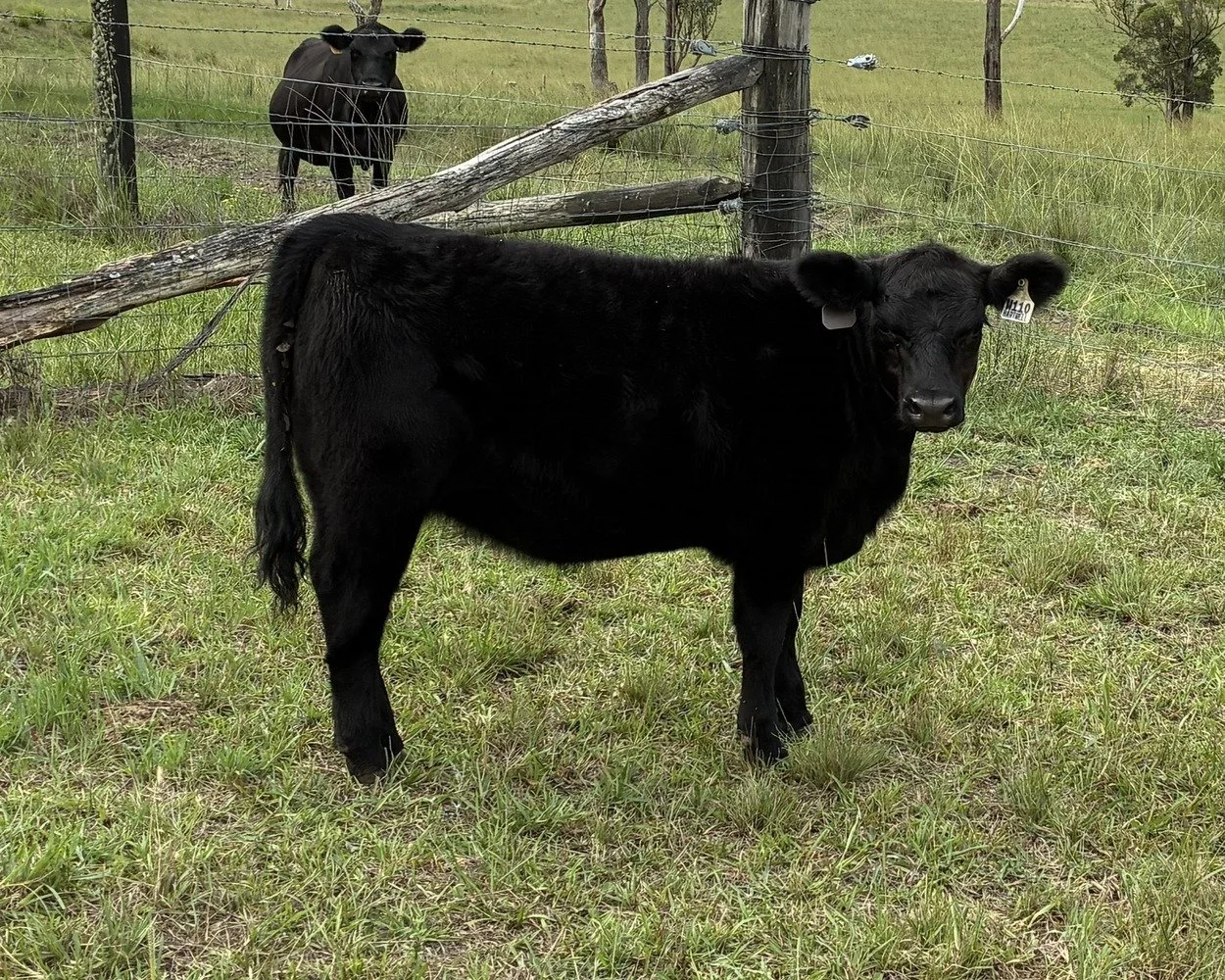 Markwell Valley - W110