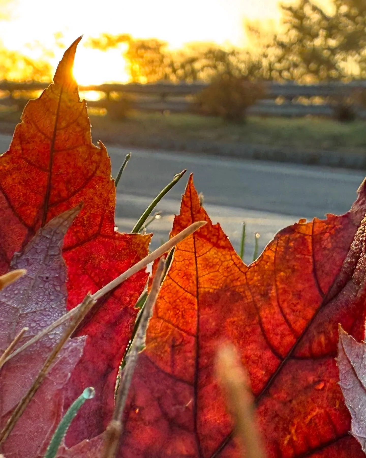 Autumn is a novel concept for me.

I&rsquo;ve lived my whole life in Texas. What I knew about seasons came from storybooks. Colorful fall leaves felt as real as the anthropomorphic bears and possums that played across the pages. I did not understand 