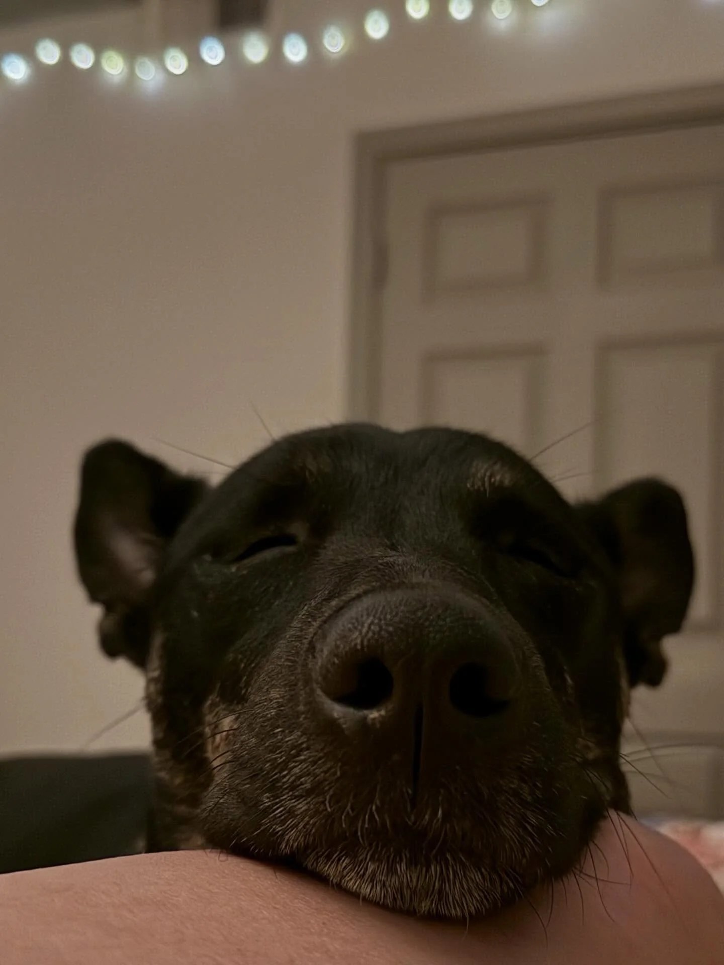 1 - Sleeping doggo 
2 - Dreaming doggo (real time, not sped up)
3 - Doggo upon waking