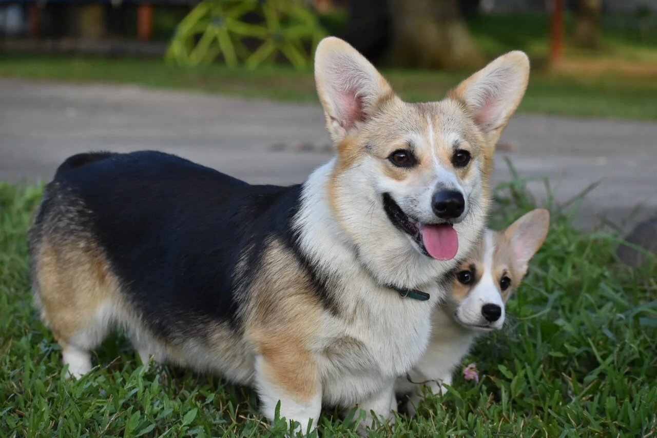 corgi farm near me