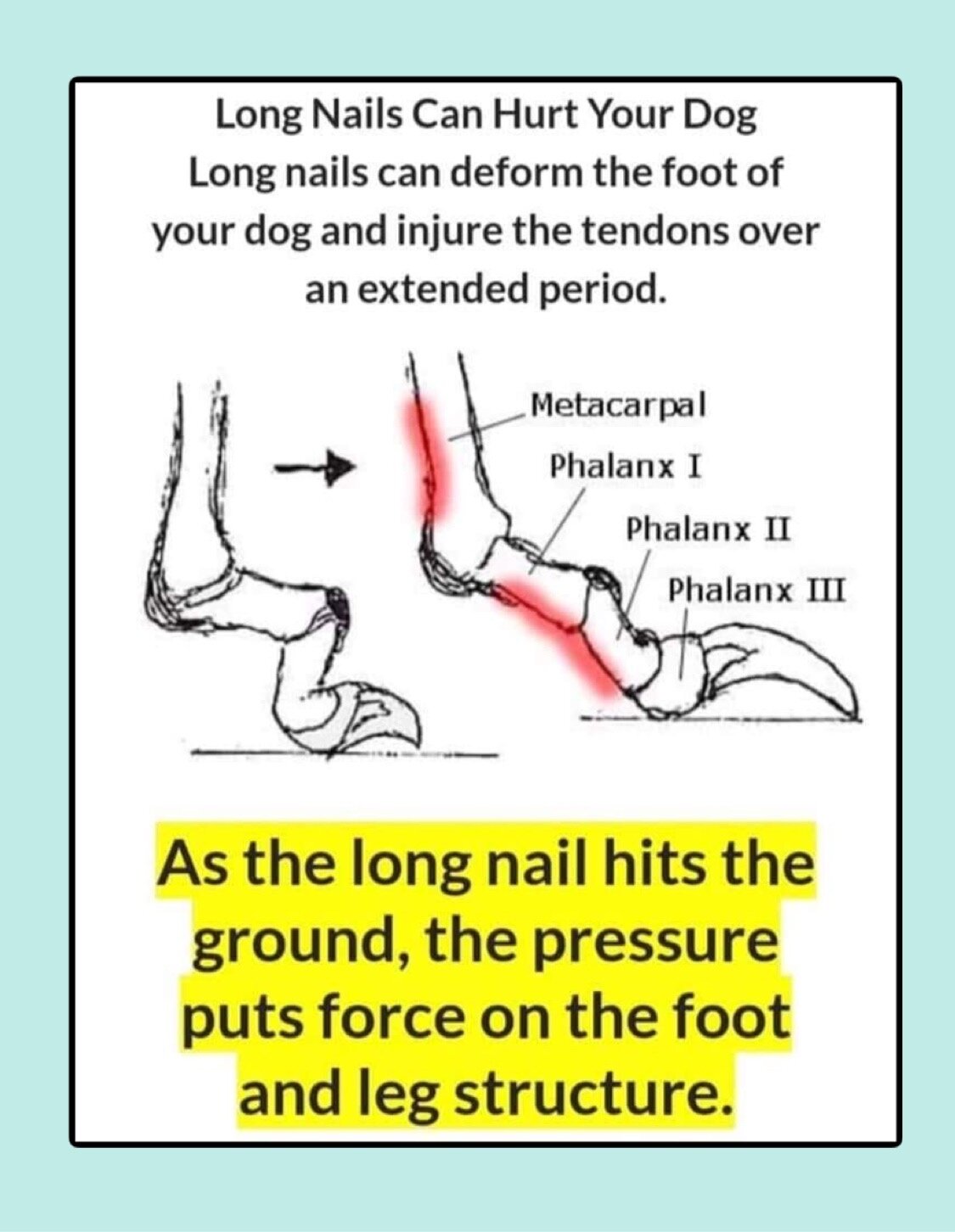 why nail trimming is important