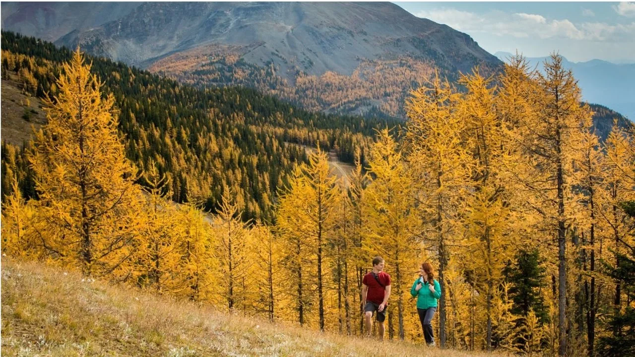 Hikers walking through golden larch trees at Sentinel Pass with mountain views in the background