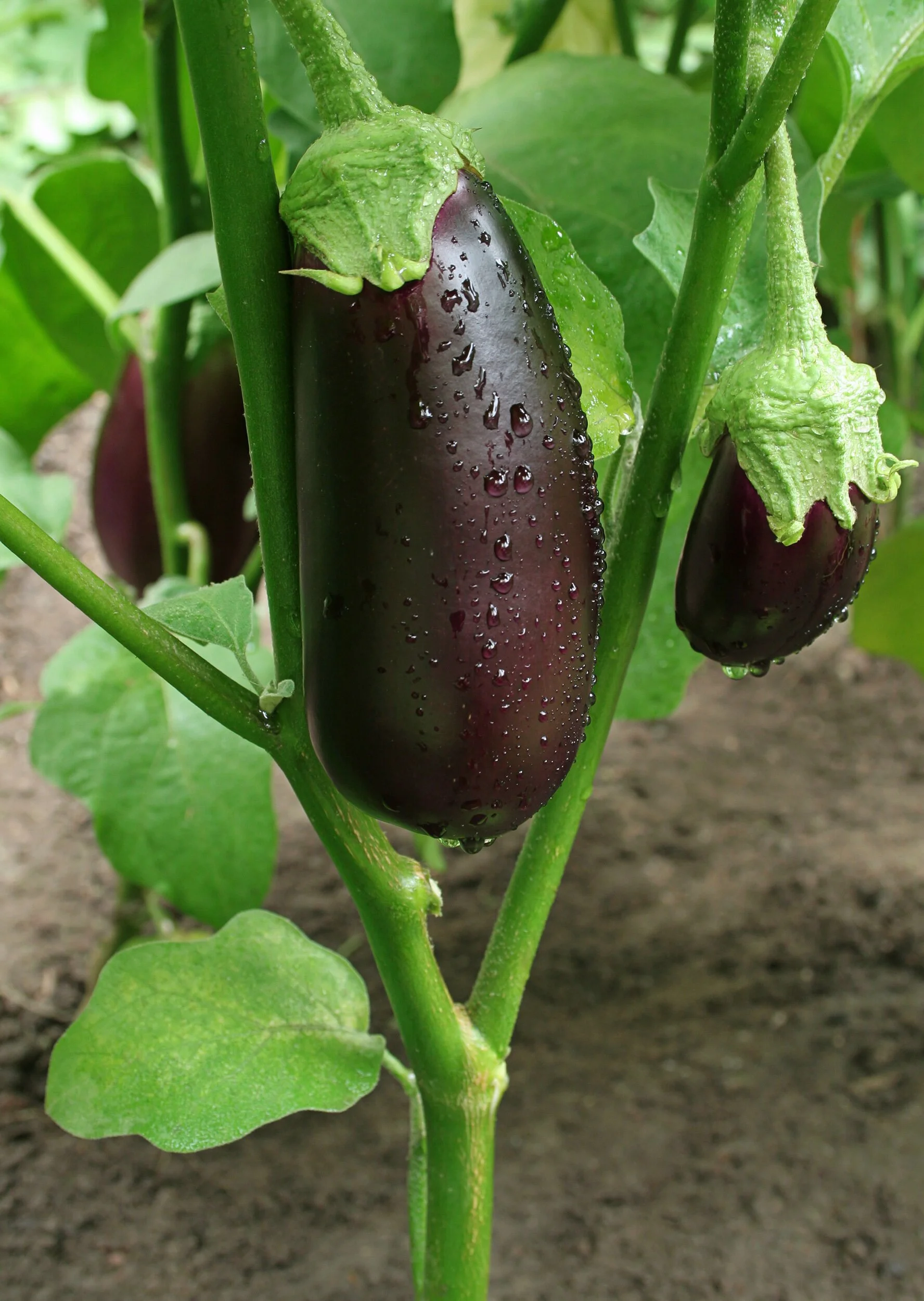 Eggplants are in season