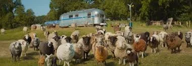 Film: The Sheep Detectives