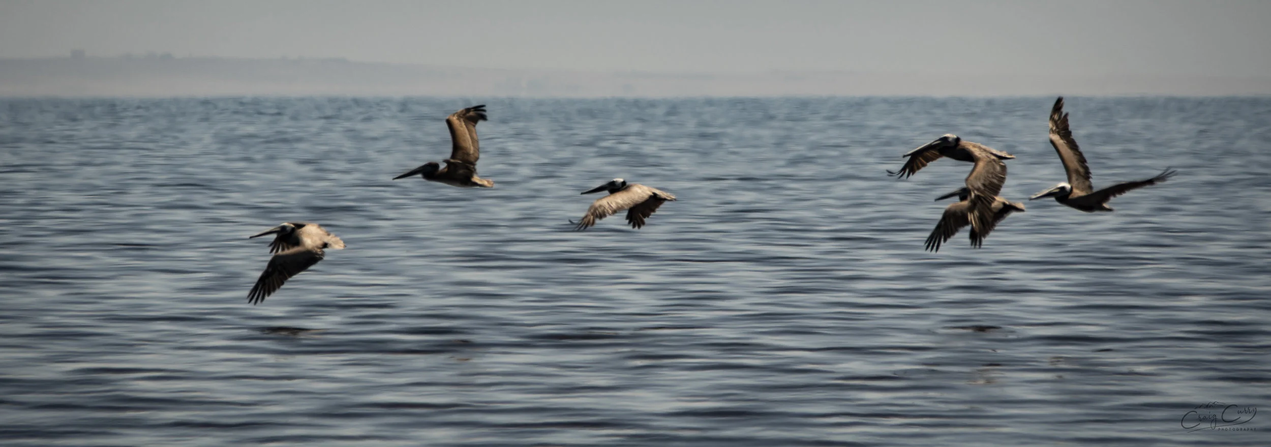 Pelican Group
