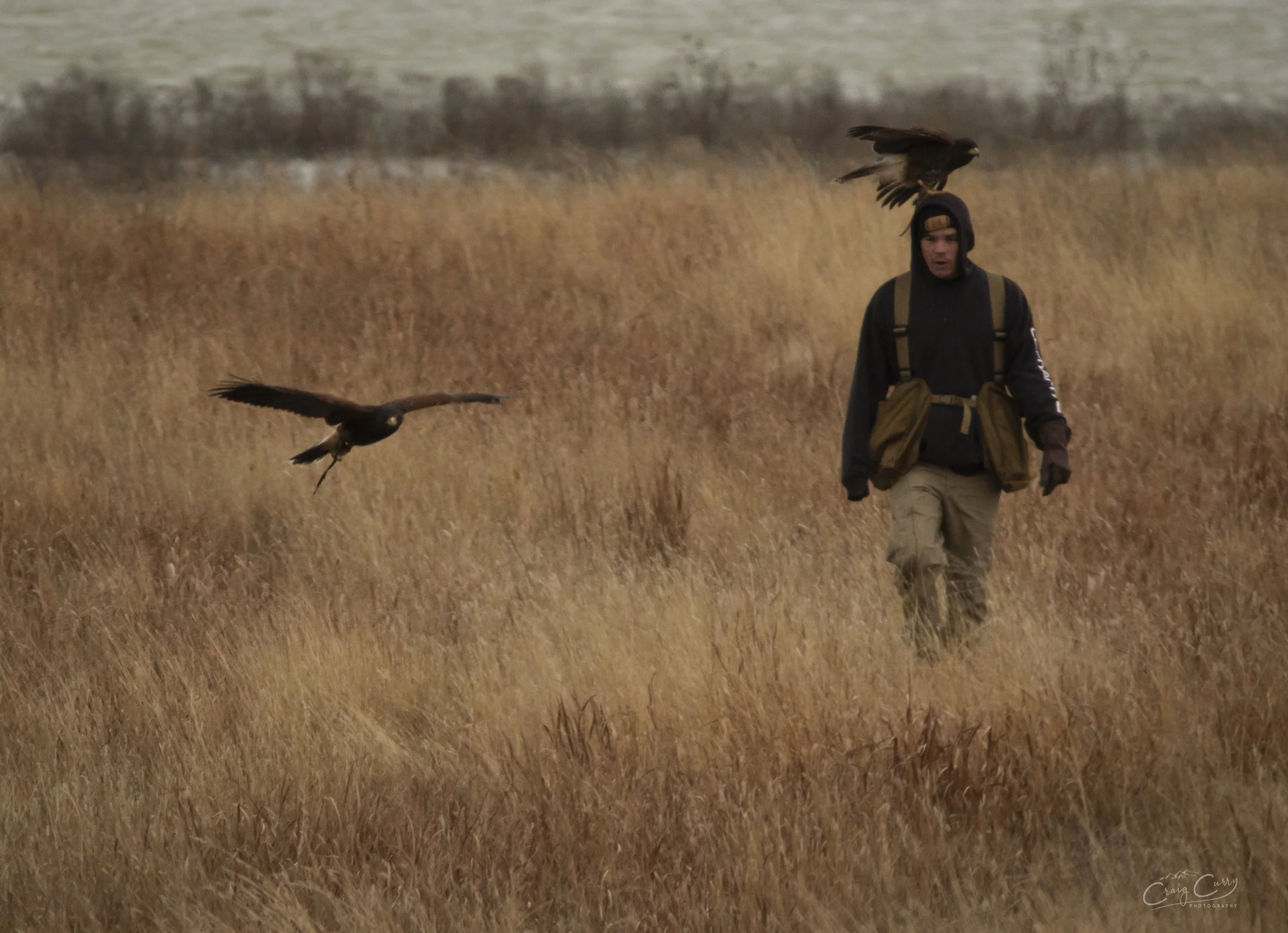 A Hawk in the Hand is Worth...