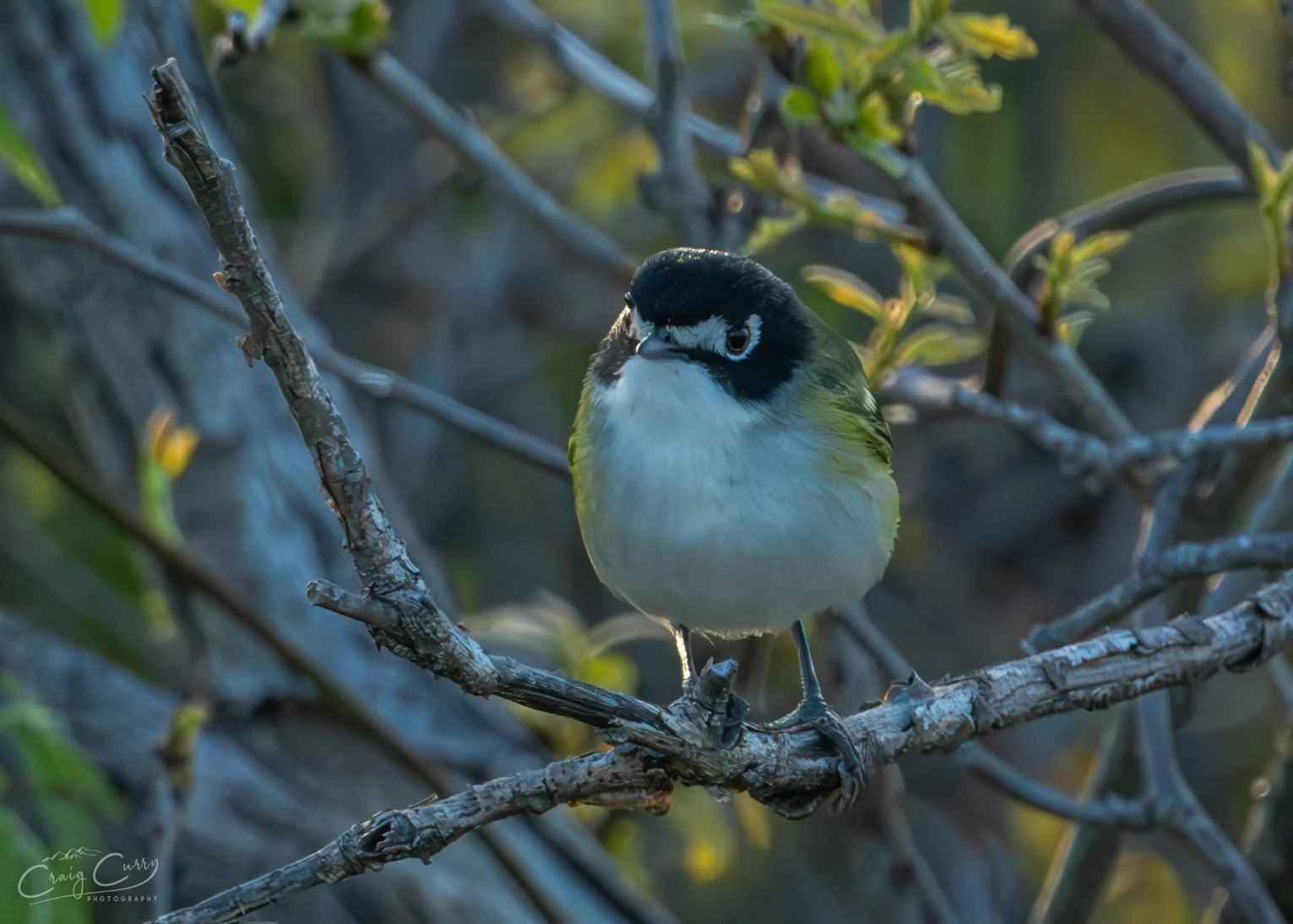 Black-capped Vireo in early morning backlighting.