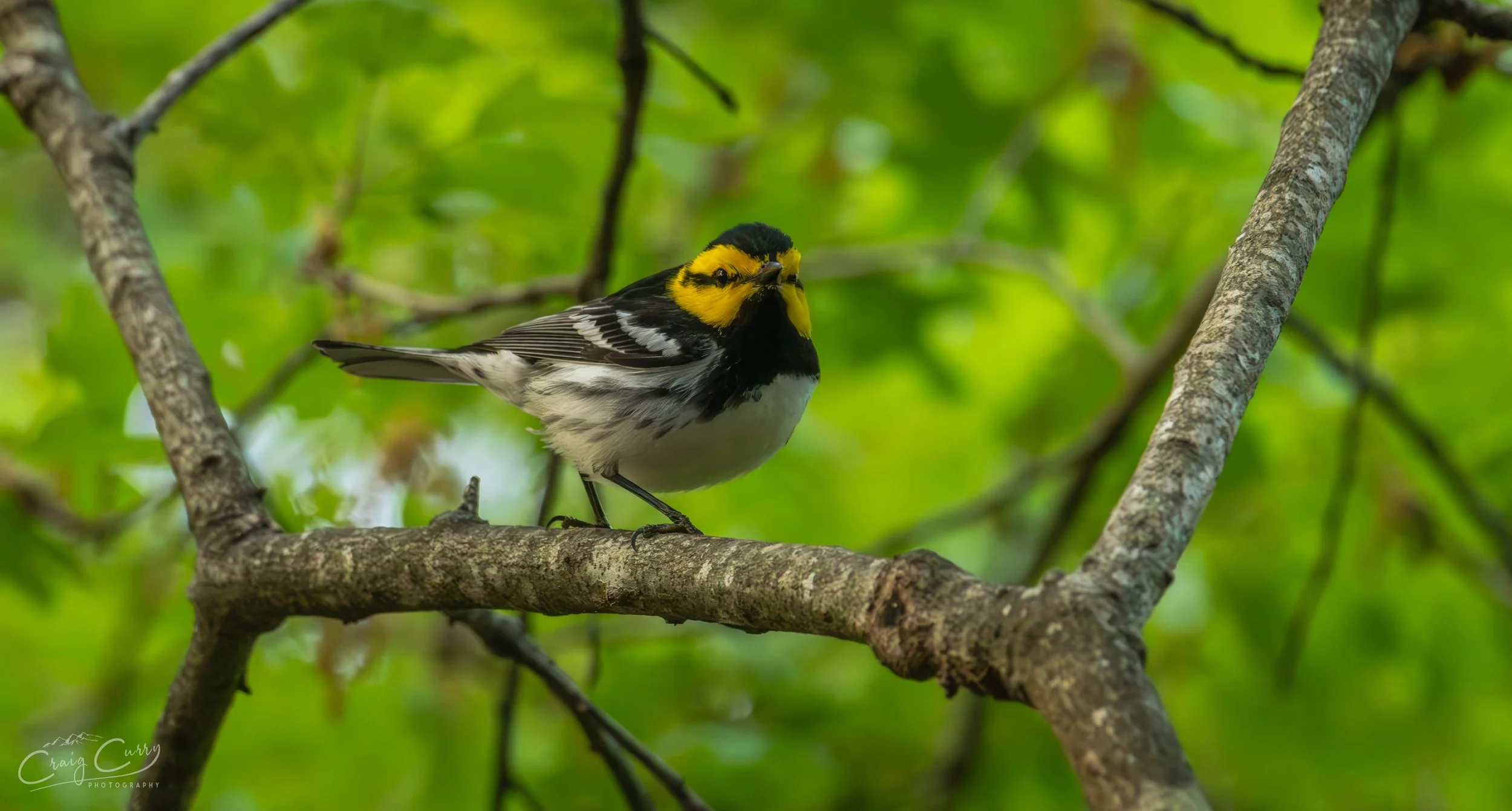 Golden-cheeked Warbler (the star of Central Texas warblers)