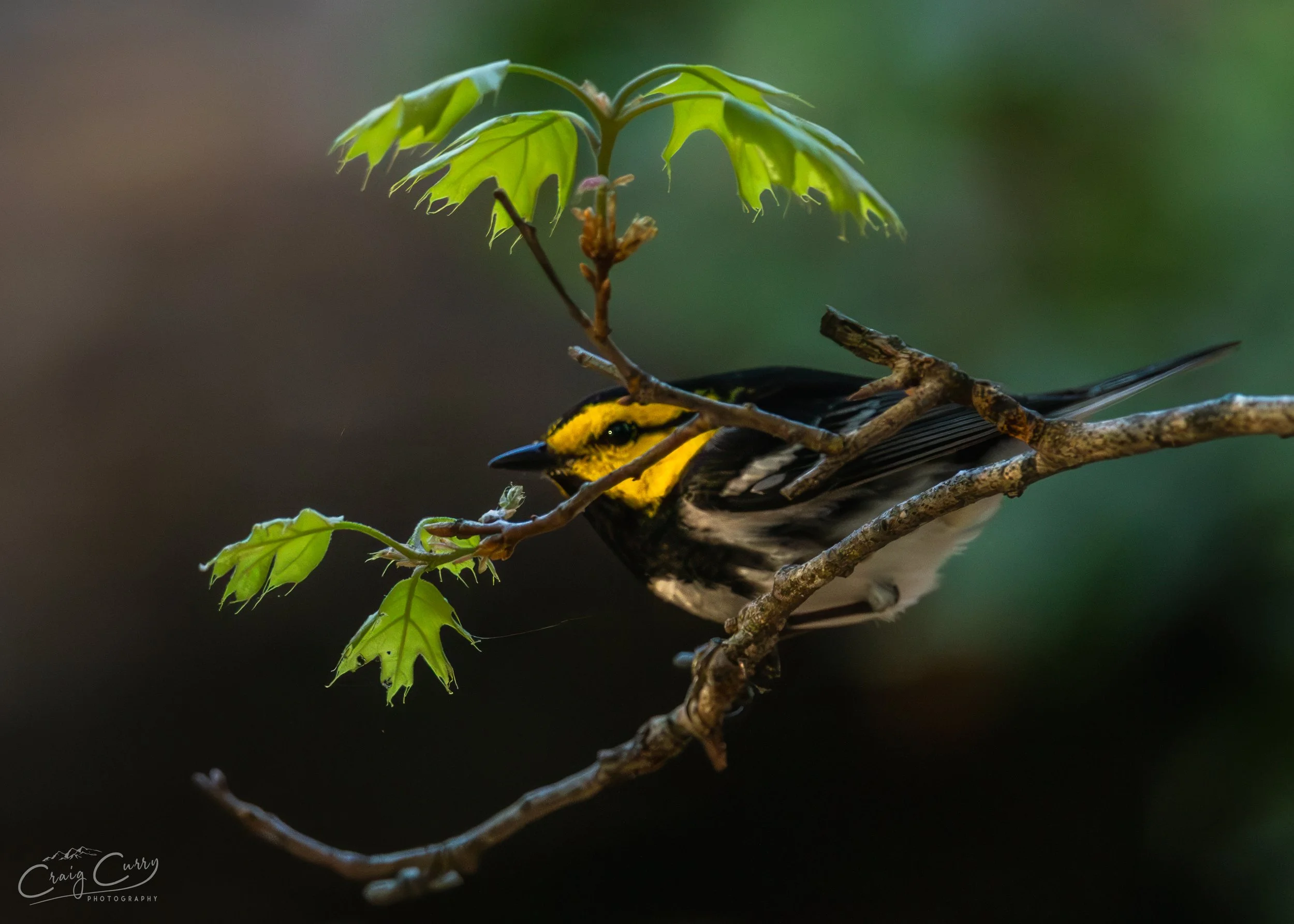 _WCC0632-Edit.jpg