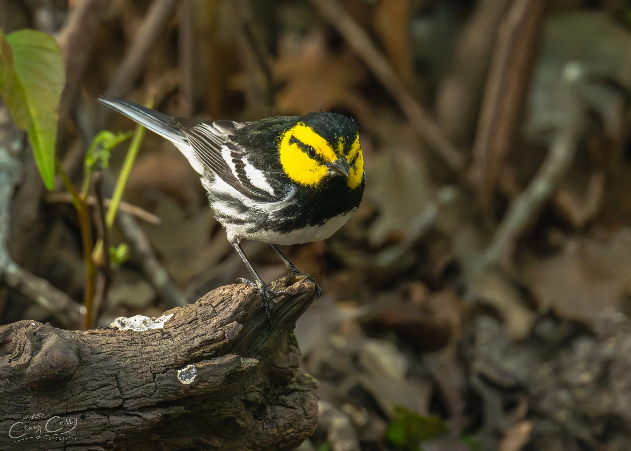 Golden-cheeked Warbler