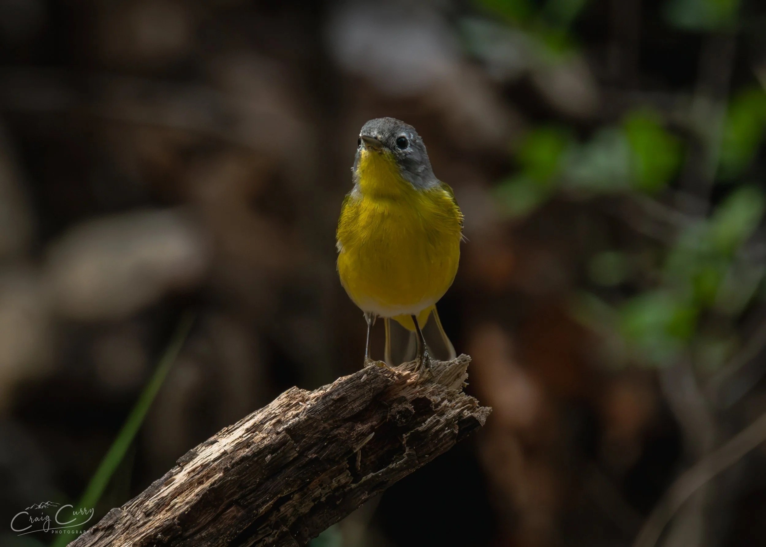 Nashville Warbler 