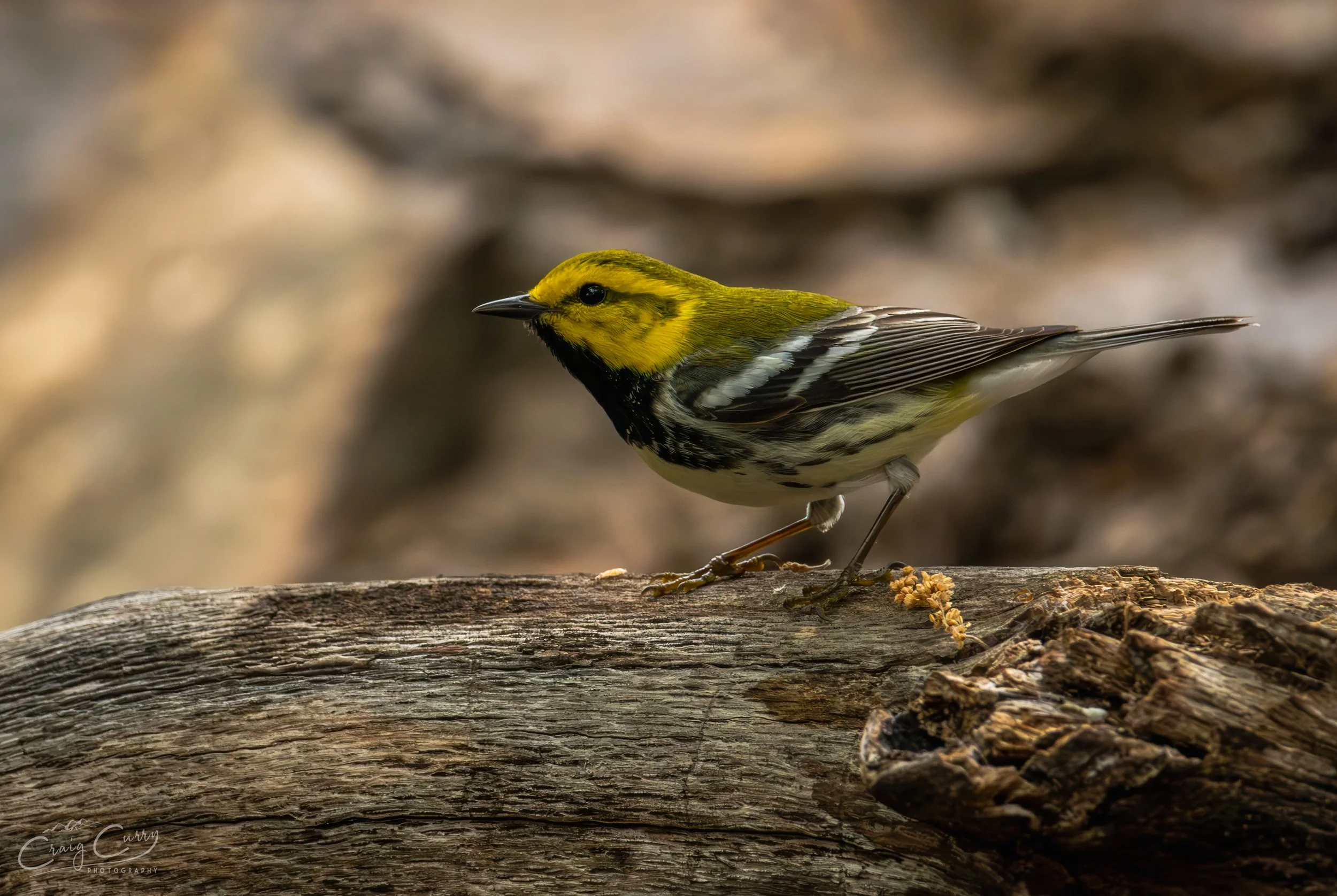 Black-throated Green Warbler