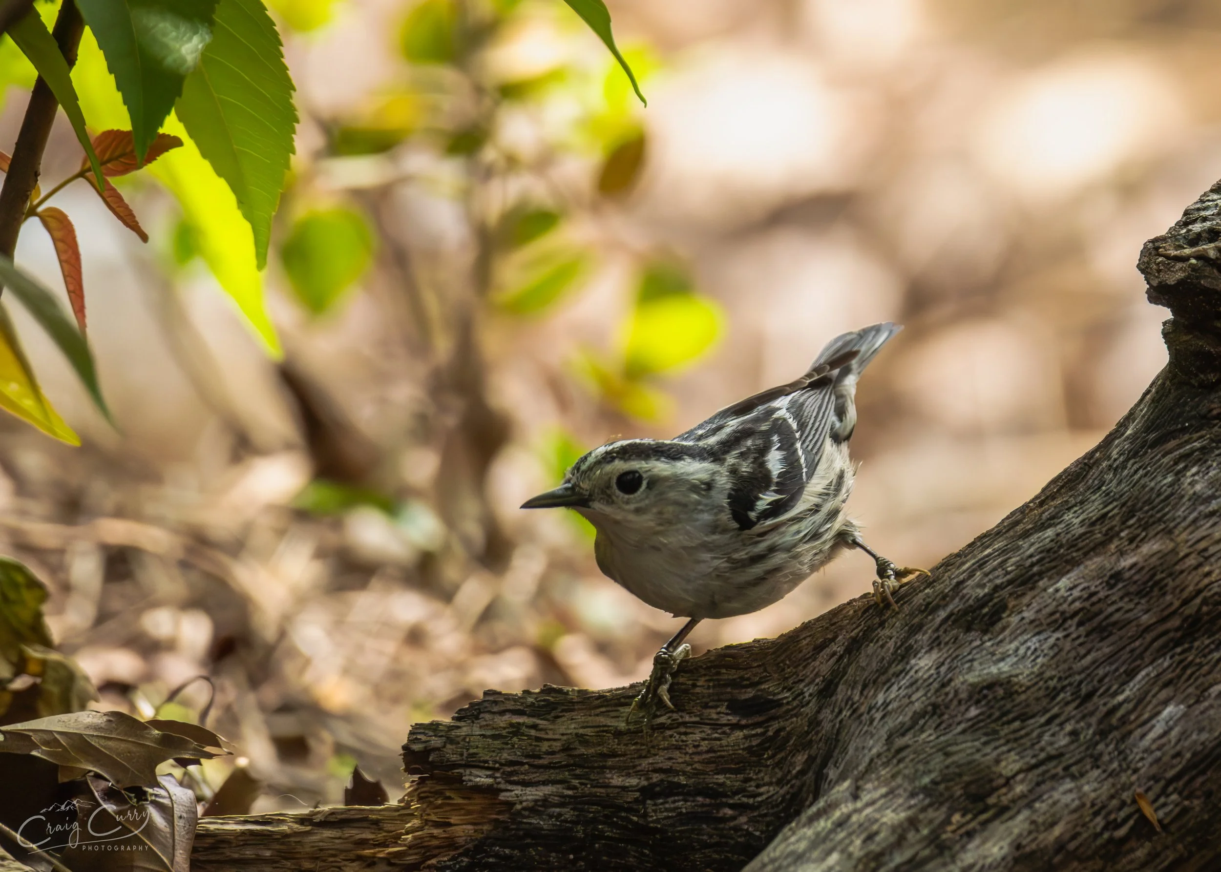 Black and White Warbler (female)