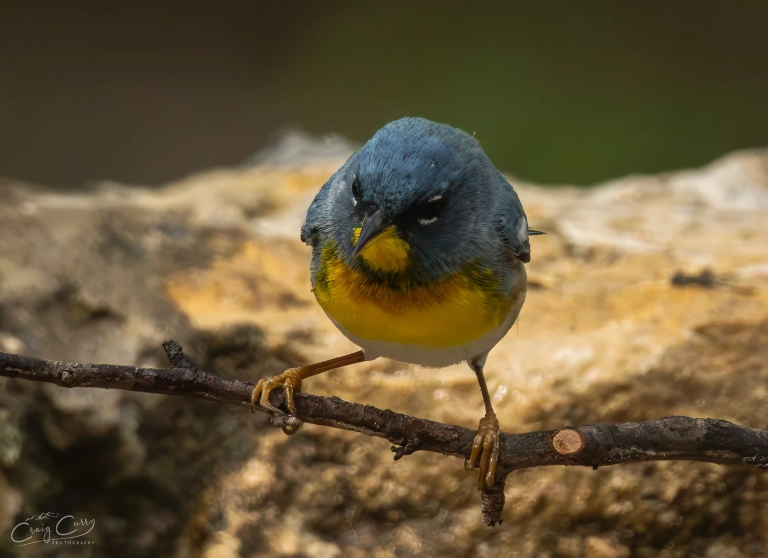 Northern Parula
