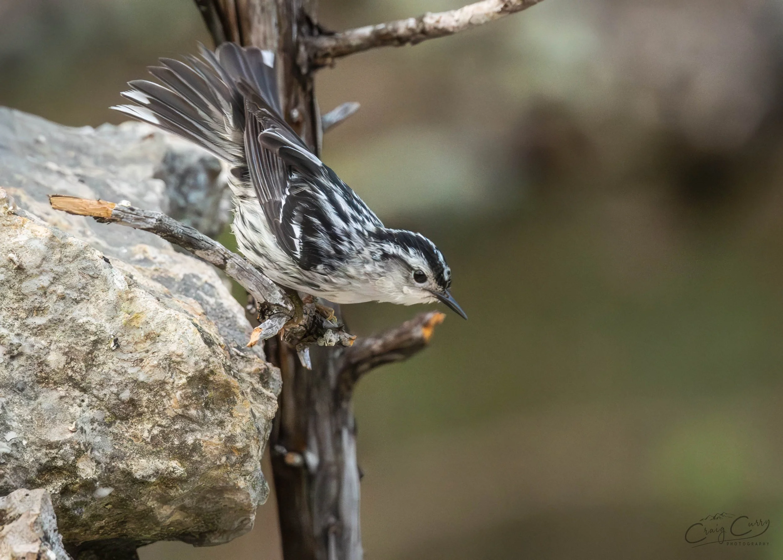 Black and White Warbler