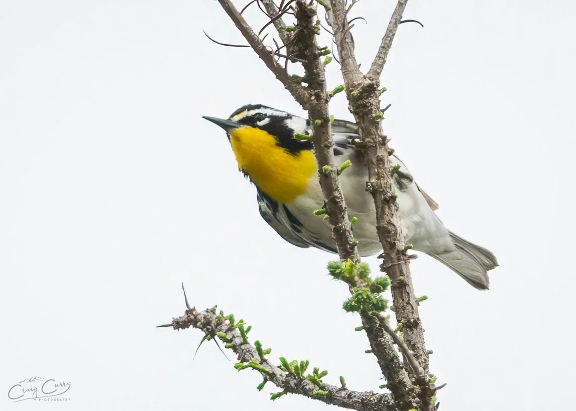 Yellow-throated Warbler