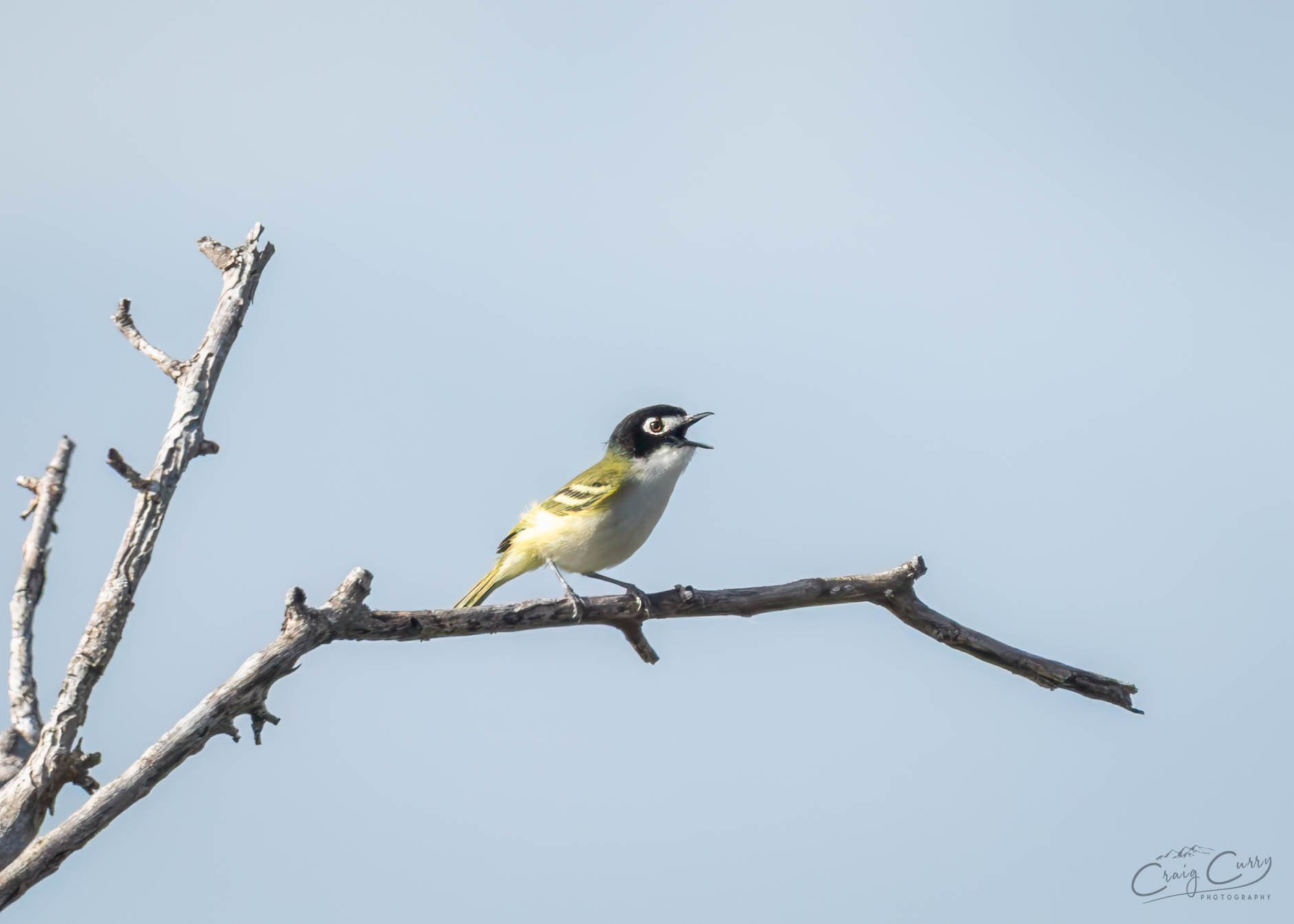 Black-capped Vireo male