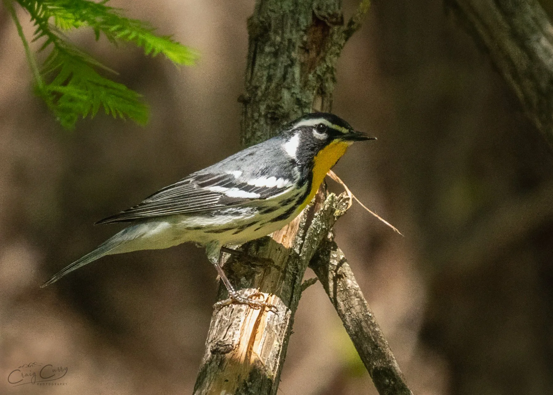 Yellow-throated Warbler