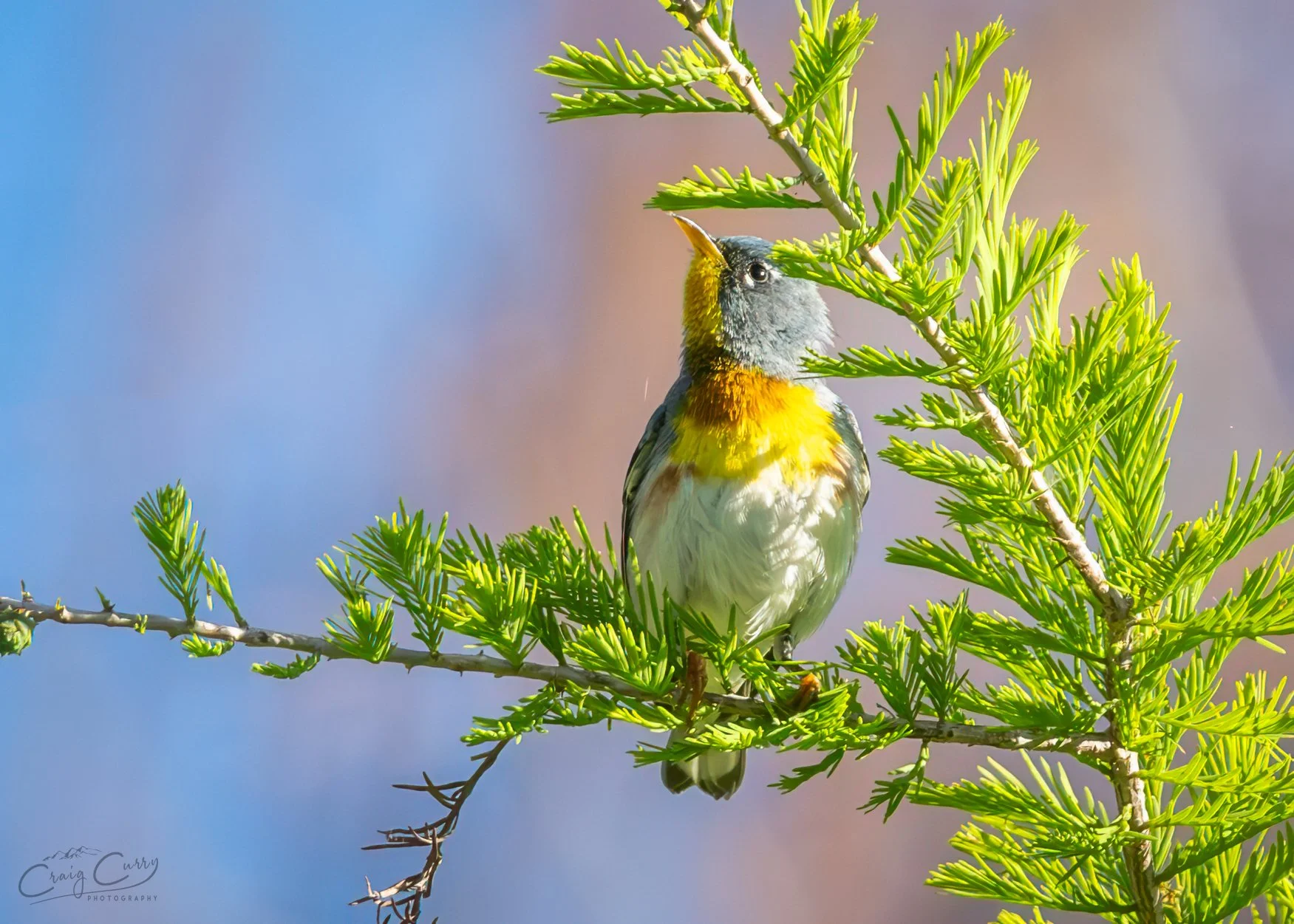 Northern Parula