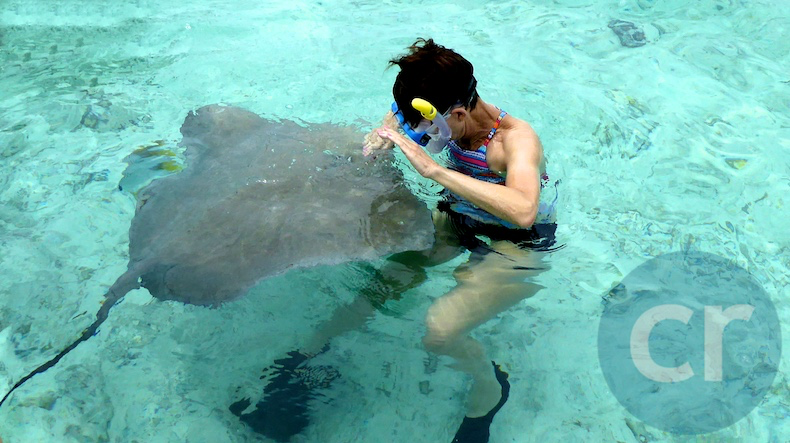 Stingrays will swim right up to you