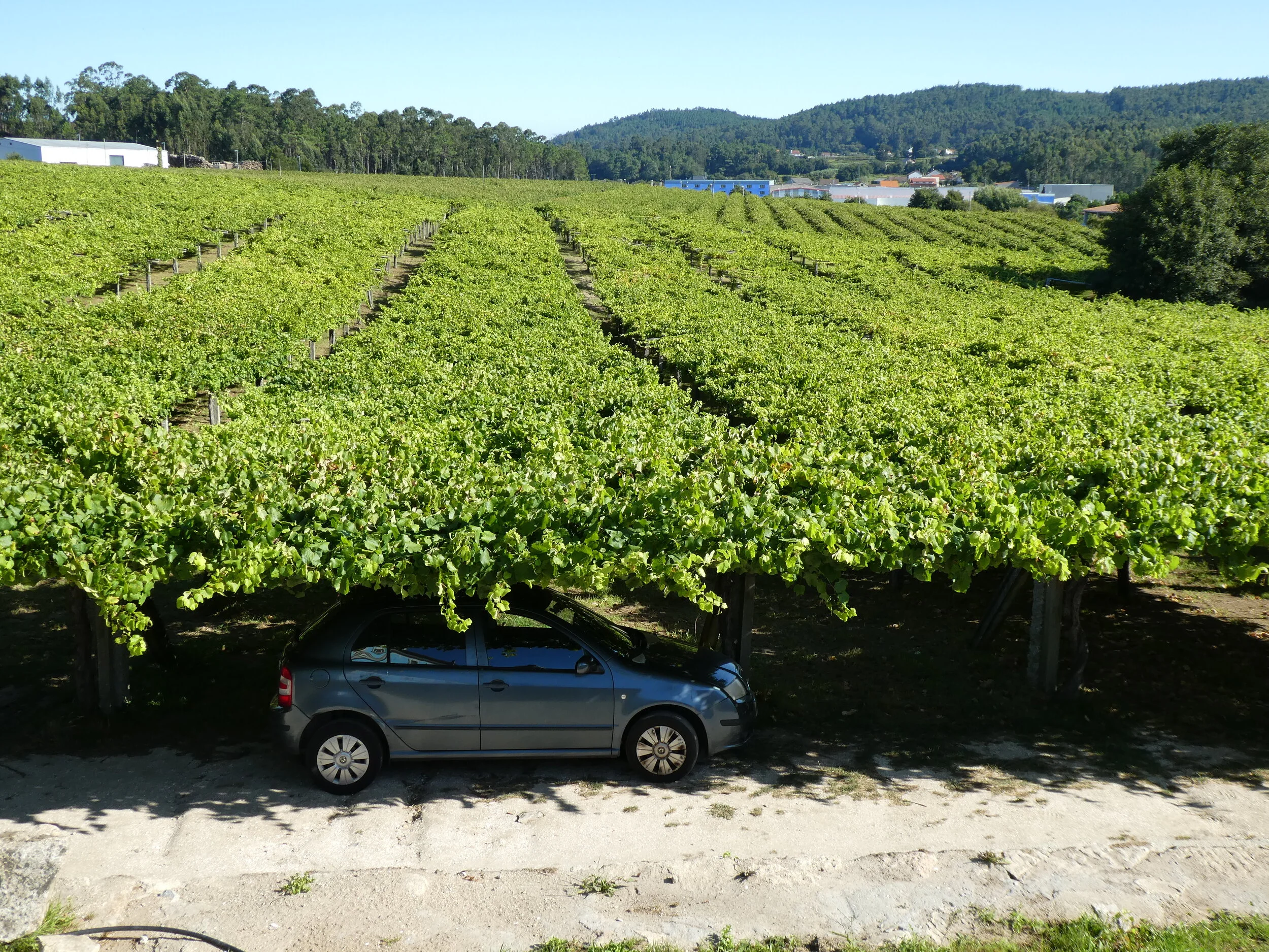 Vineyard in Galician Region of Spain. High enough to provide shade