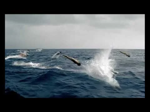 Johnnie Walker Fish HD Neil A Dawson & Company