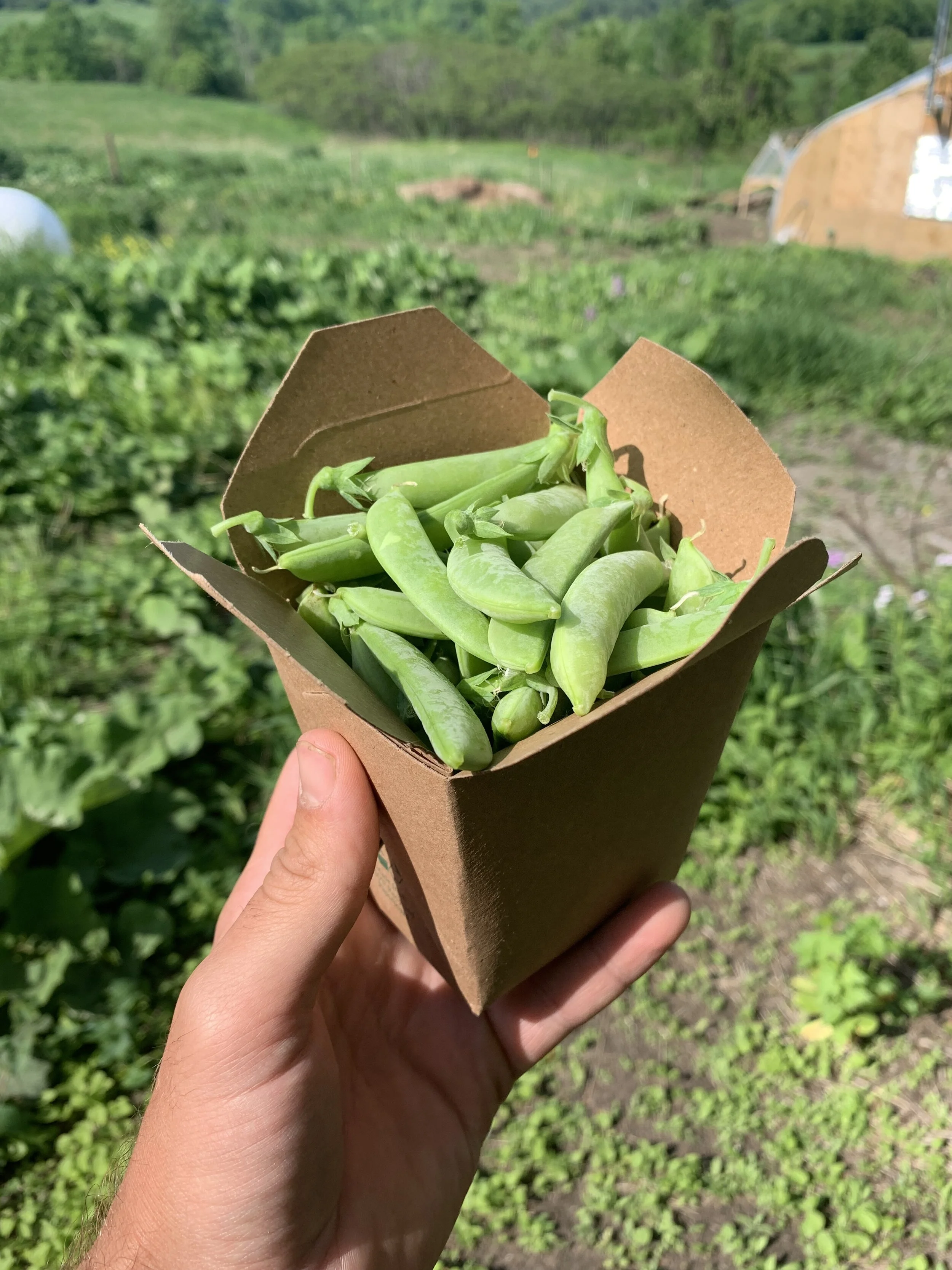Sugar Snap Peas