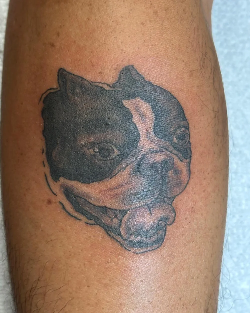 Black &amp; grey dog portrait tattoo of a frenchie.