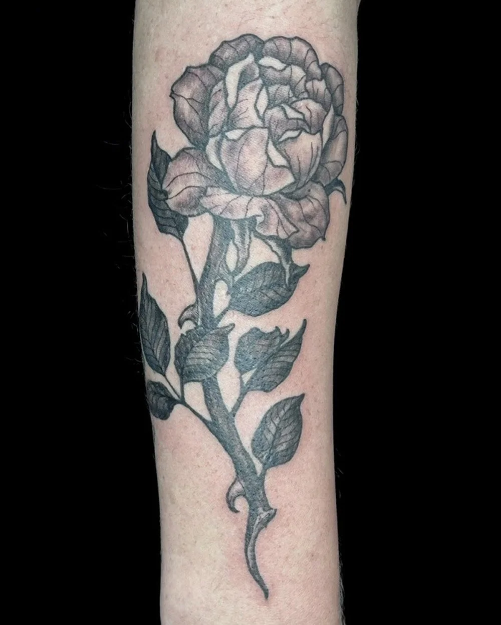 Black and grey illustrative rose on the forearm.