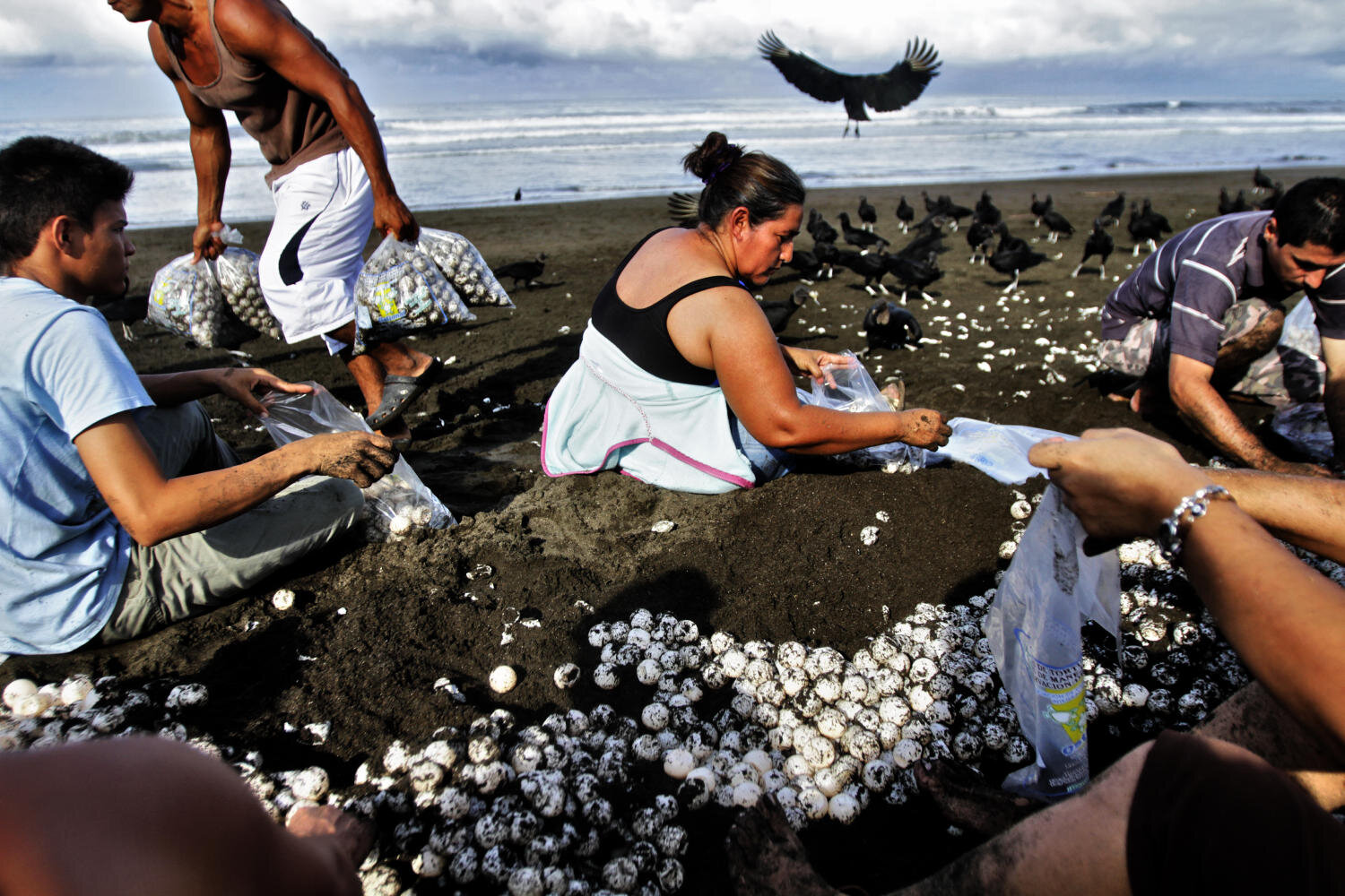 Turtle egg thieves, Costa Rica