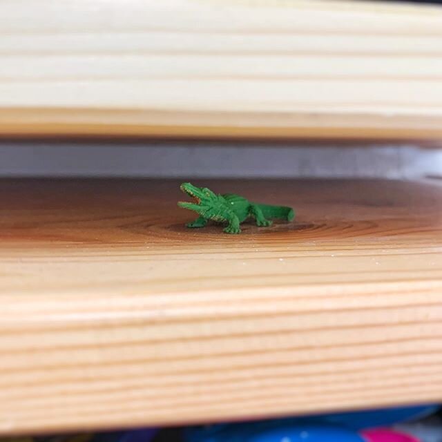 I found this little crocodile today, tucked back between two shelves. I play this game with students who are a little nervous coming into class during the first weeks of preschool. They choose a tiny animal from a jar on my desk and they keep it in t
