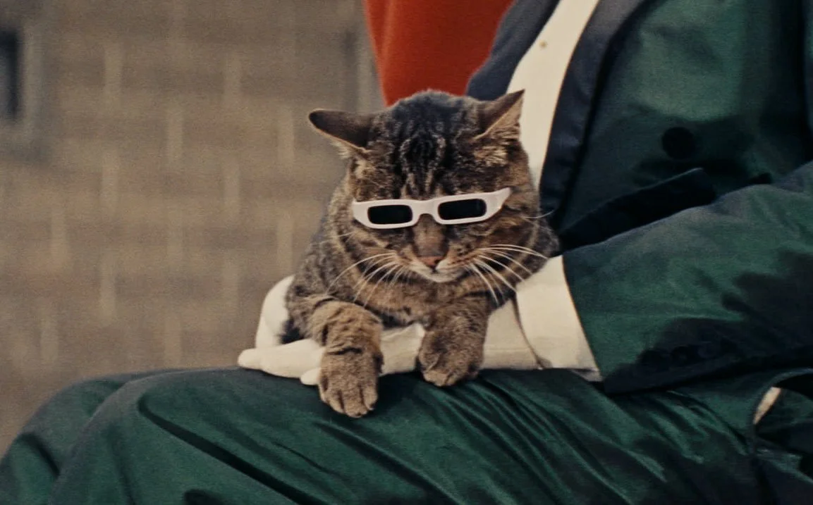 Cassandra Cat 03.jpg