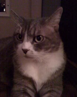 Phoebe