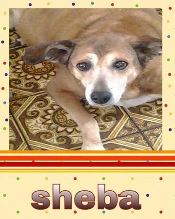Sheba